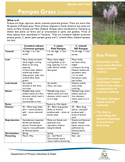 Pampas Grass (Cortaderia species)