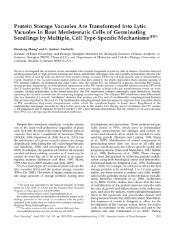 Protein Storage Vacuoles Are Transformed into Lytic Vacuoles in