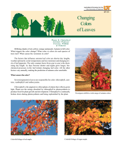 Changing Colors of Leaves - University of Tennessee Extension