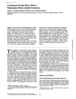 Cytoplasmic Dynein Plays a Role in Mammalian Mitotic Spindle