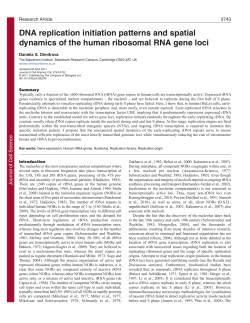 DNA replication initiation patterns and spatial dynamics of the