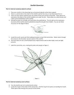 Starfish Dissection