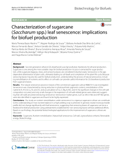 Characterization of sugarcane (Saccharum spp.) leaf senescence