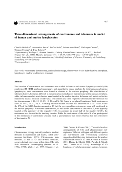 Three-dimensional arrangements of centromeres and telomeres in