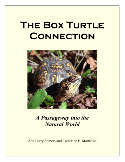 The Box Turtle Connection