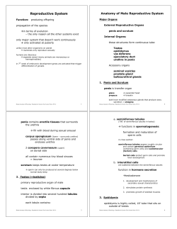 p.Reproductive System