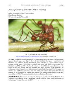 Atta cephalotes (Leaf-cutter Ant or Bachac)