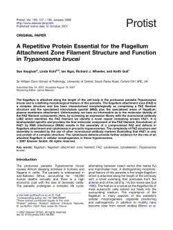 A Repetitive Protein Essential for the Flagellum Attachment Zone