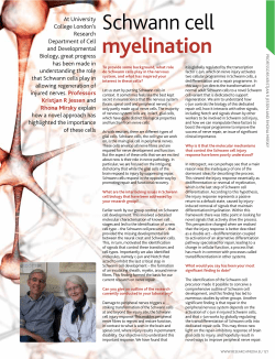 Schwann cell myelination