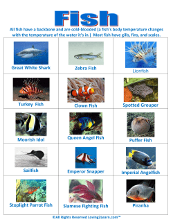 Great White Shark Zebra Fish Lionfish Turkey Fish Clown Fish