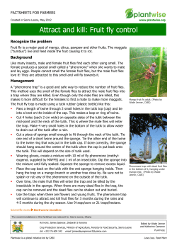 Attract and kill: Fruit fly control