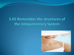 Objective 3.01 Understand the Integumentary System