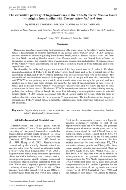 The circulative pathway of begomoviruses in the whitefly vector