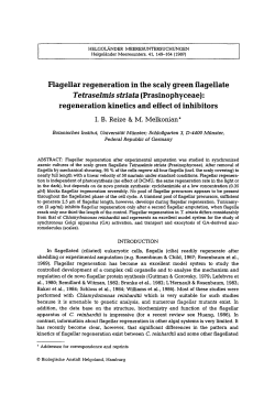 Flagellar regeneration in the scaly green flagellate <Emphasis Type