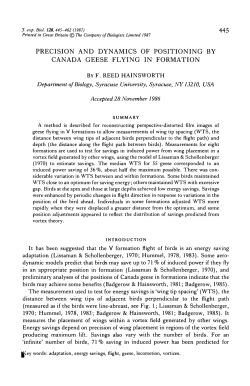 precision and dynamics of positioning by canada geese flying in