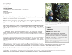 Chasing monarchs - The Butterfly Trees