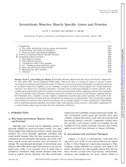 Invertebrate Muscles: Muscle Specific Genes and Proteins