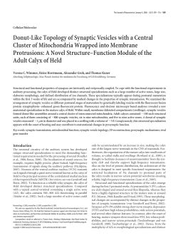 Donut-Like Topology of Synaptic Vesicles with a Central Cluster of