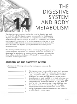 THE DIGESTIVE SYSTEM AND BODY METABOLISM
