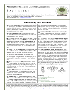 Ten Interesting Facts About Bees