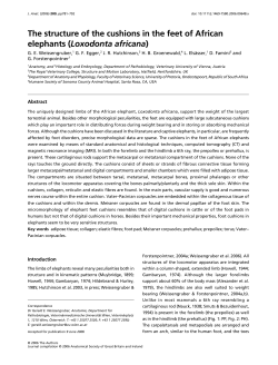 The structure of the cushions in the feet of African elephants