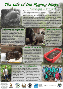 Pygmy hippos are endangered Swimming lessons