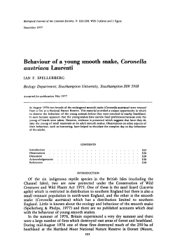 Behaviour of a young smooth snake, Coronella austriaca Laurenti