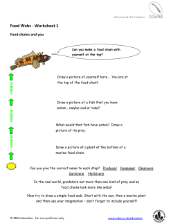 Food Webs - Worksheet 1