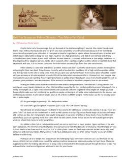 Get the Scoop on Feline Obesity