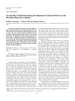 Sex-Specific Cell Division during Development of Unisexual Flowers