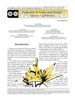 Production of Asiatic and Oriental Lilies as Cut Flowers
