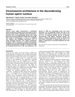 Chromosome architecture in the decondensing human sperm nucleus