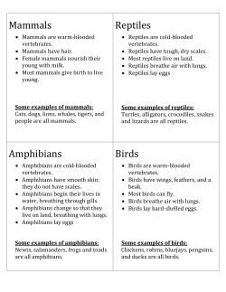 Mammals Reptiles Amphibians Birds - e