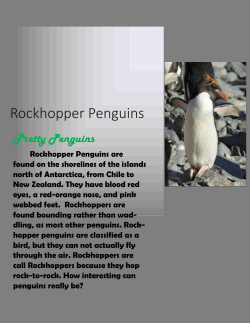 Rockhopper Penguins
