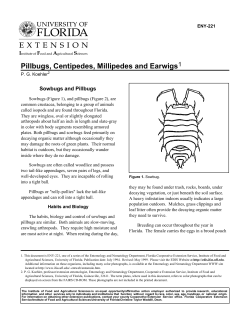 Pillbugs, Centipedes, Millipedes and Earwigs