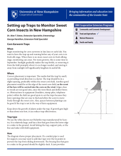 Setting up Traps to Monitor Sweet Corn Insects in New