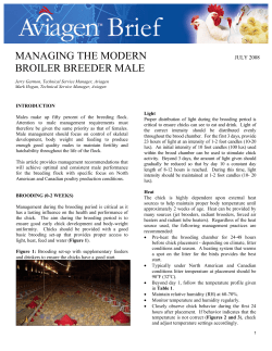 Managing the Modern Broiler Breeder Male