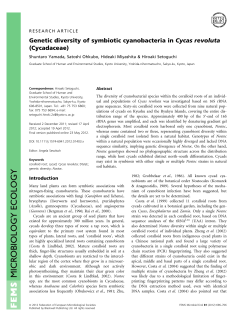 Genetic diversity of symbiotic cyanobacteria in Cycas revoluta