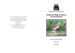 Keeping village chickens - PNG National Agricultural Research
