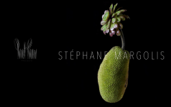 Stephane MargoliS