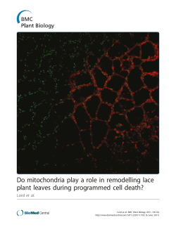 Do mitochondria play a role in remodelling lace plant leaves during