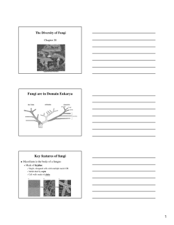 3 slides