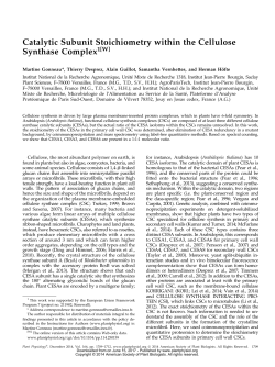 Catalytic Subunit Stoichiometry within the Cellulose Synthase