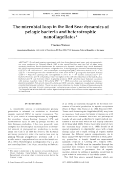The microbial loop in the Red Sea