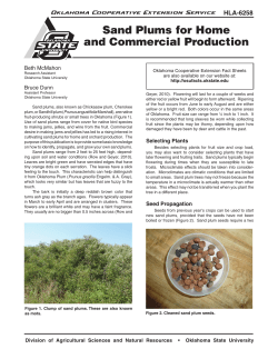 Sand Plums for Home and Commercial Production