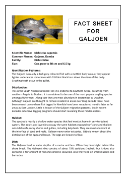 fact sheet for galjoen