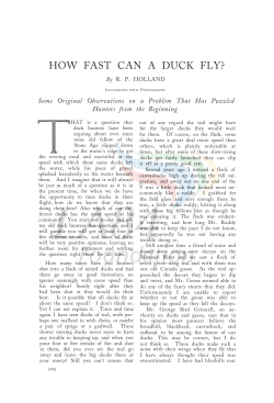 How Fast Can A Duck Fly?