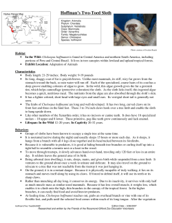 Hoffman`s Two-Toed Sloth