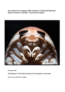 Invertebrate Scavenging Guilds along the Continental Shelf