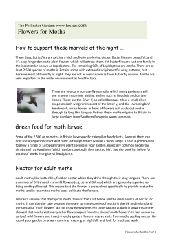 Flowers for Moths - The Pollinator Garden